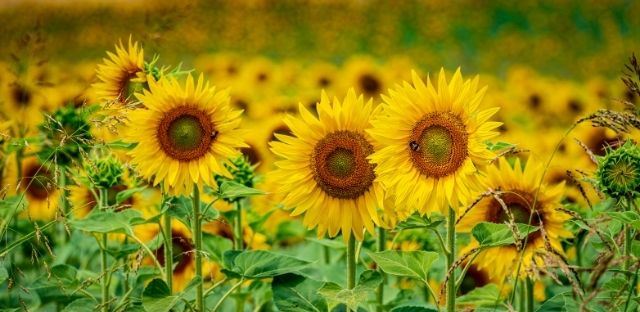 Sunflower - Polyunsaturated Fats